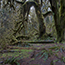 Hoh Rainforest WA, 2011